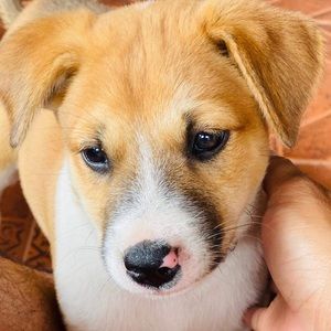 Meet your Posher, Joan